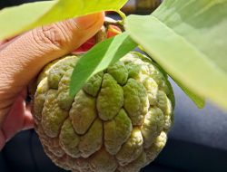 Manfaat Buah Srikaya untuk Kesehatan